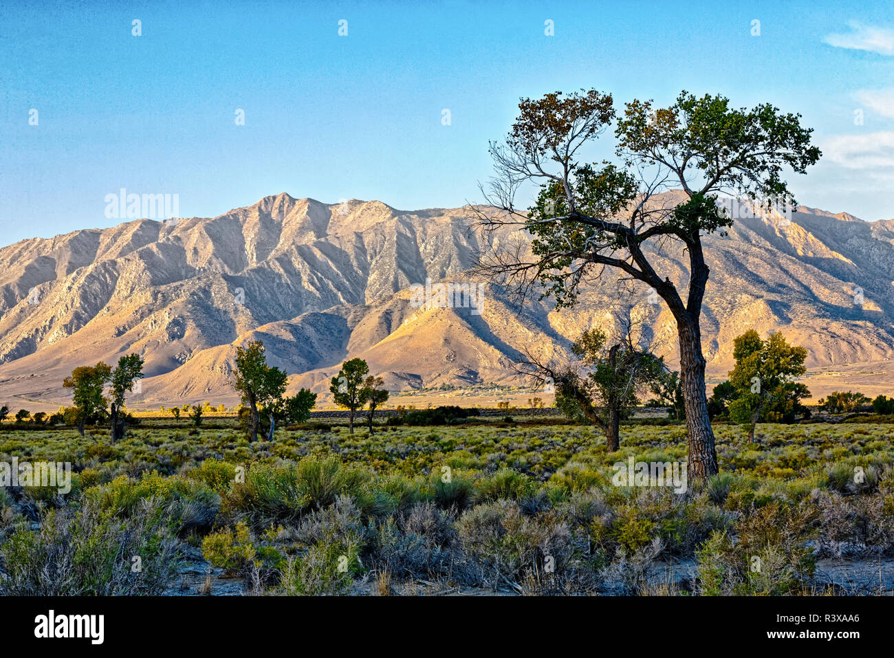 USA, California. Eastern Sierra Region, Owens Valley Stock