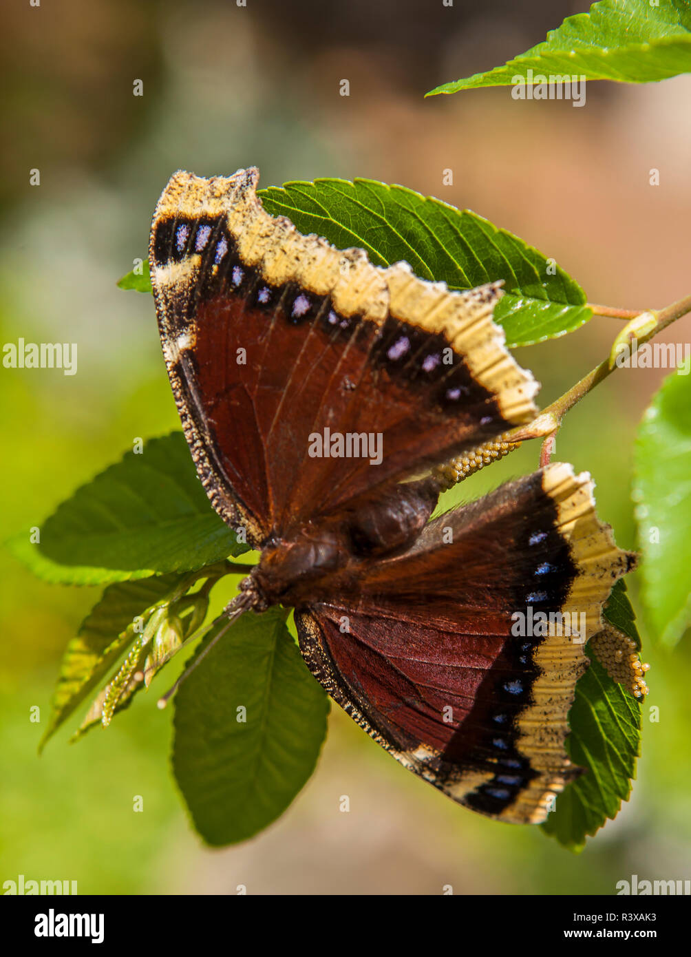 USA, California, La Mesa. Mourning cloak butterfly (Nymphalis antiopa) Stock Photo