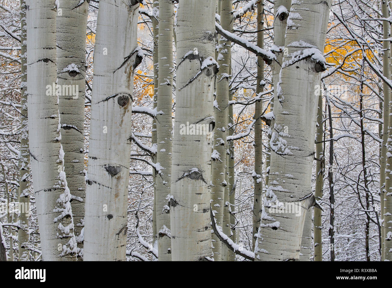 Rocky Mountains aspen grove autumn snows, Keebler Pass, Colorado. Stock Photo