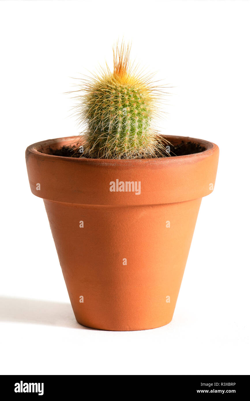 Young cactus plant in a terracotta plant pot set on a white background ...