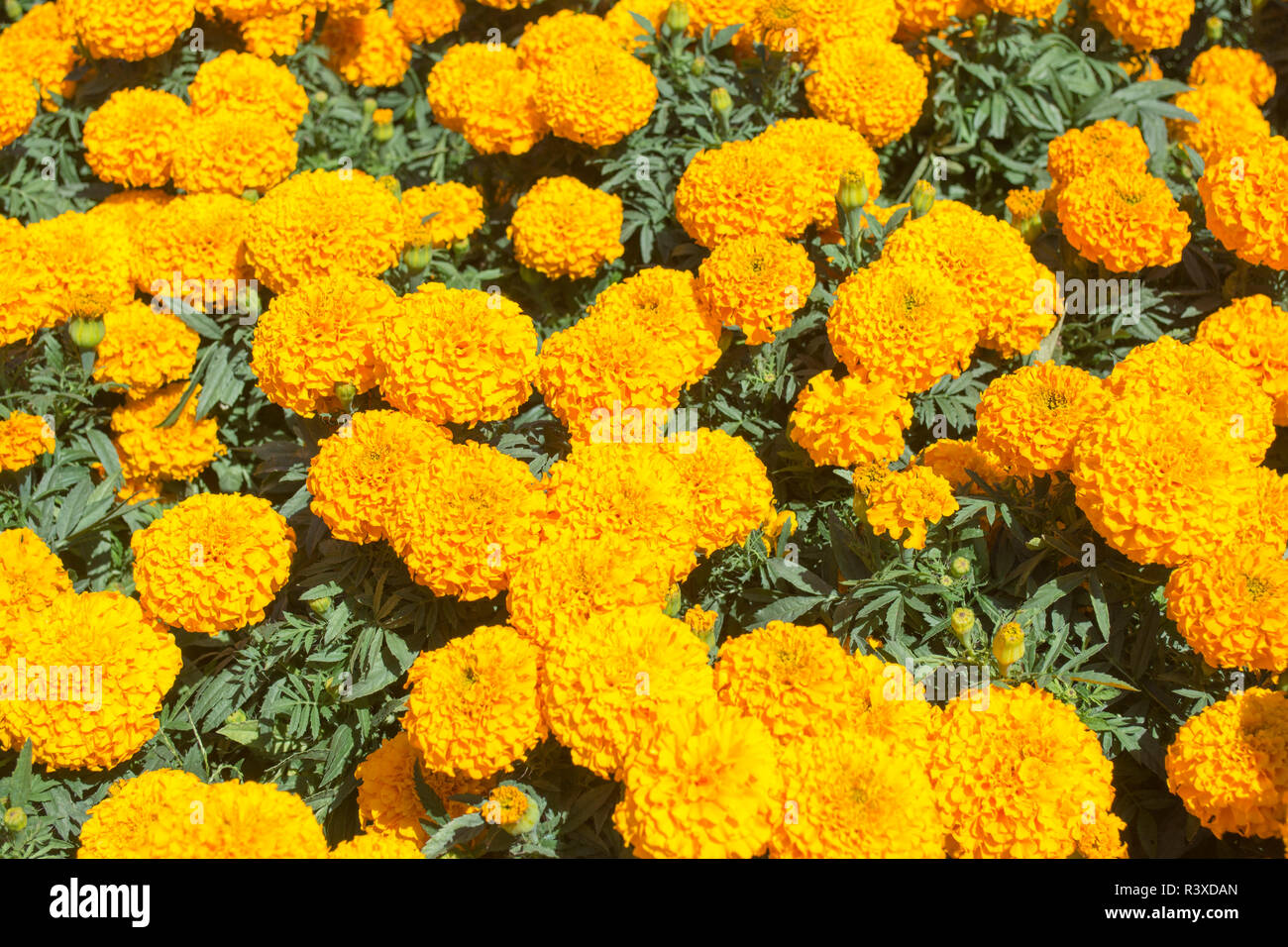 Orange Marigold - Cempasuchil Flower Stock Photo - Alamy
