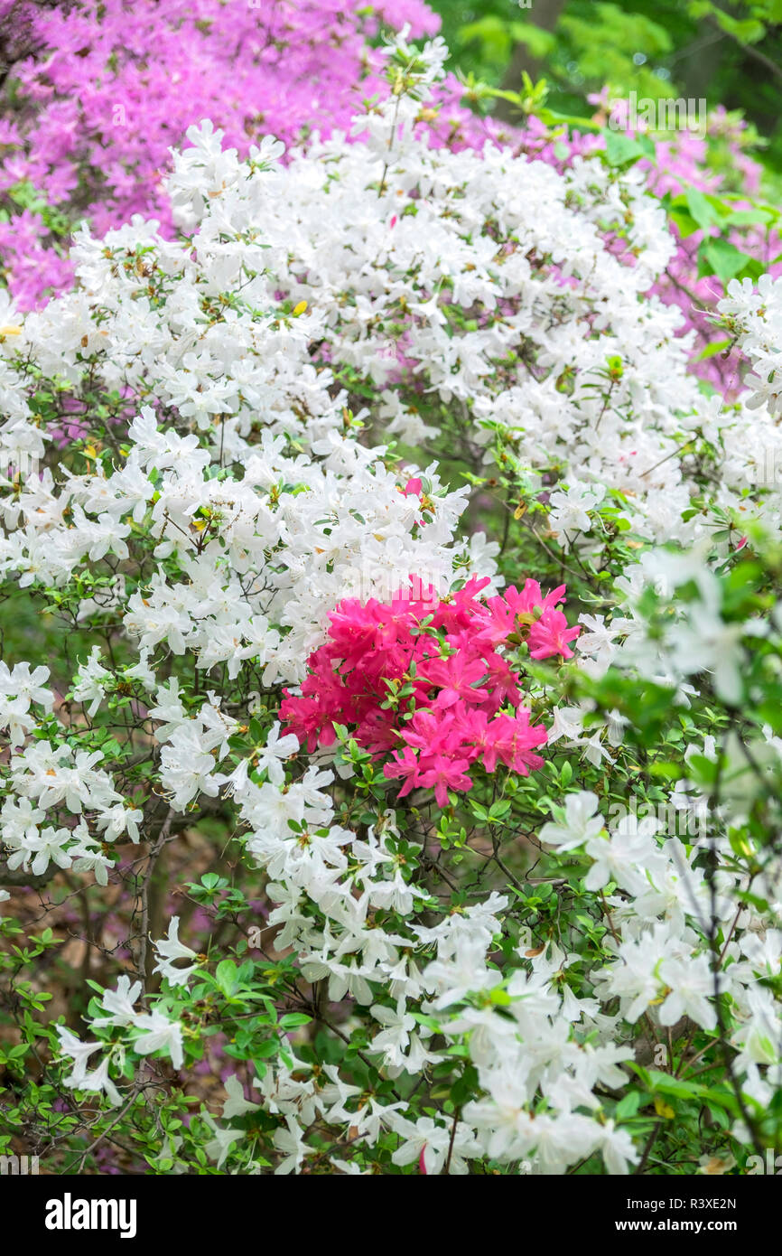 Azalea Woods, Winterthur, Delaware, USA Stock Photo