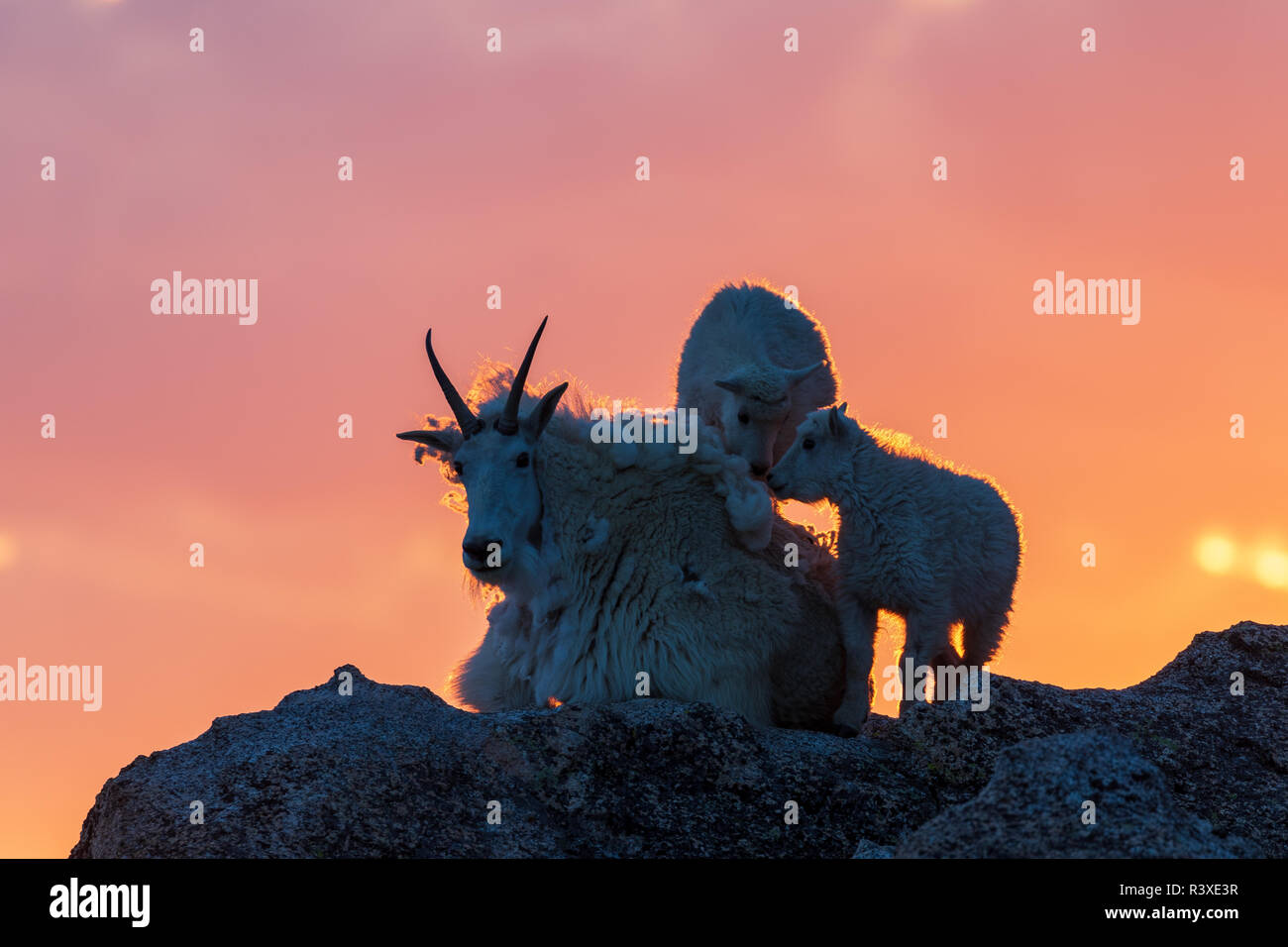 Mountain Goat Nanny and Kids at sunset Stock Photo - Alamy