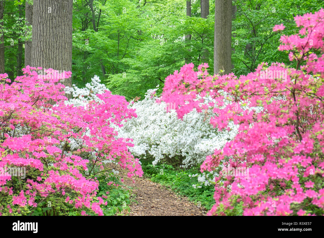 Azalea Woods, Winterthur, Delaware, Usa Stock Photo