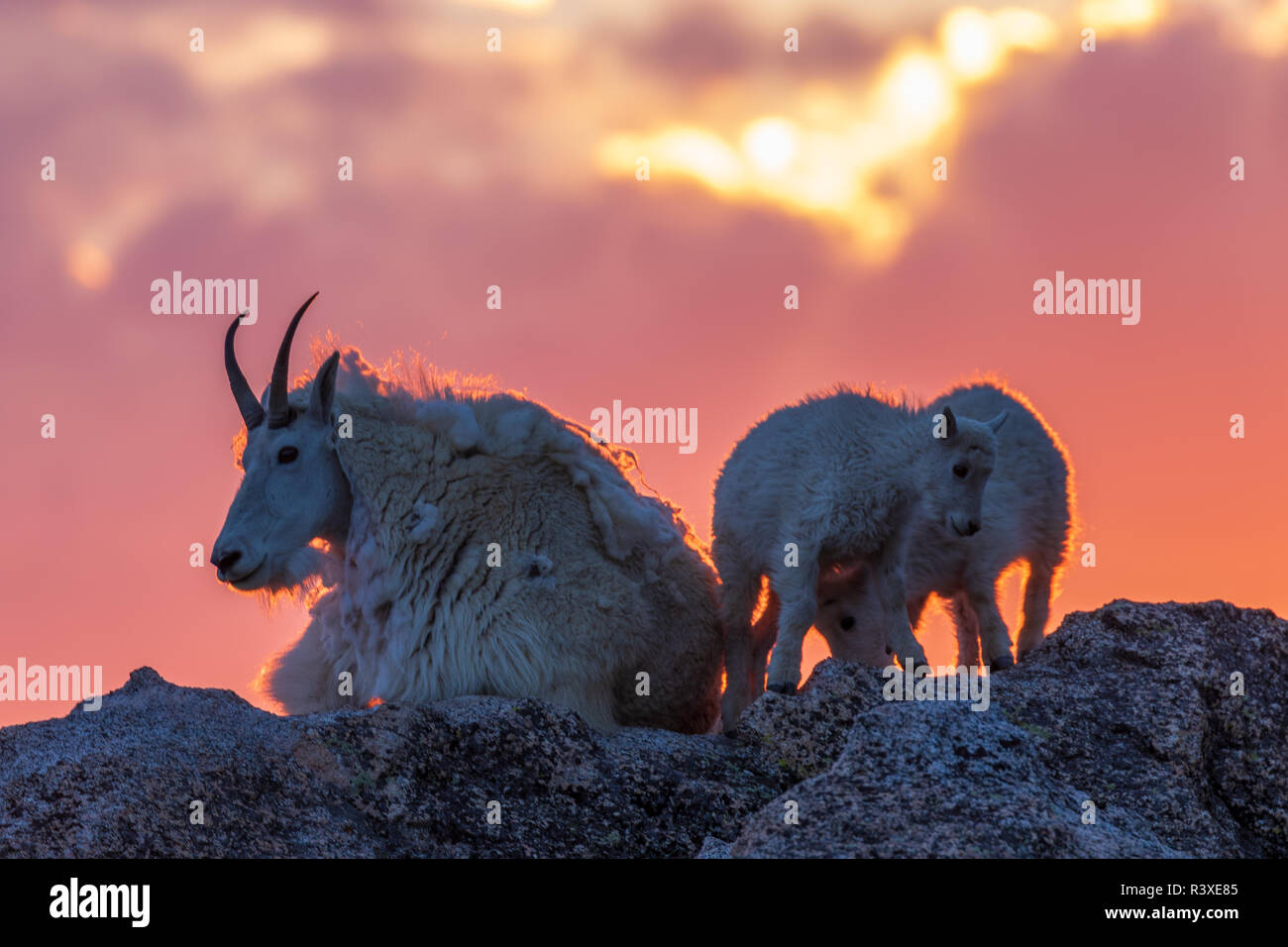 Cute goat silhouette hi-res stock photography and images - Alamy