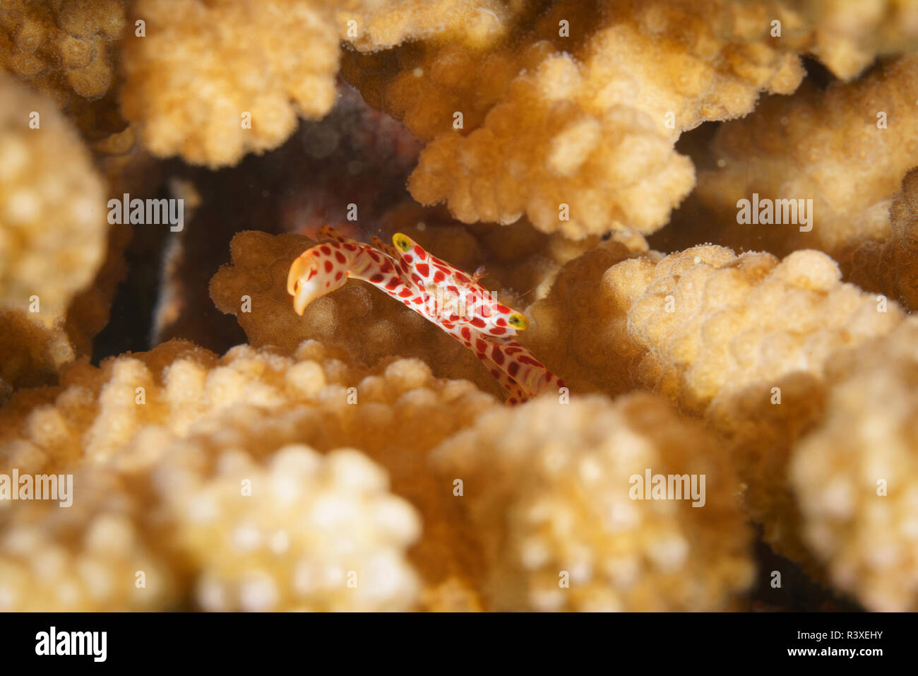 Red-spotted guard crab (Trapezia tigrina) in staghorn coral in Mafia Island Marine Park, Tanzania Stock Photo