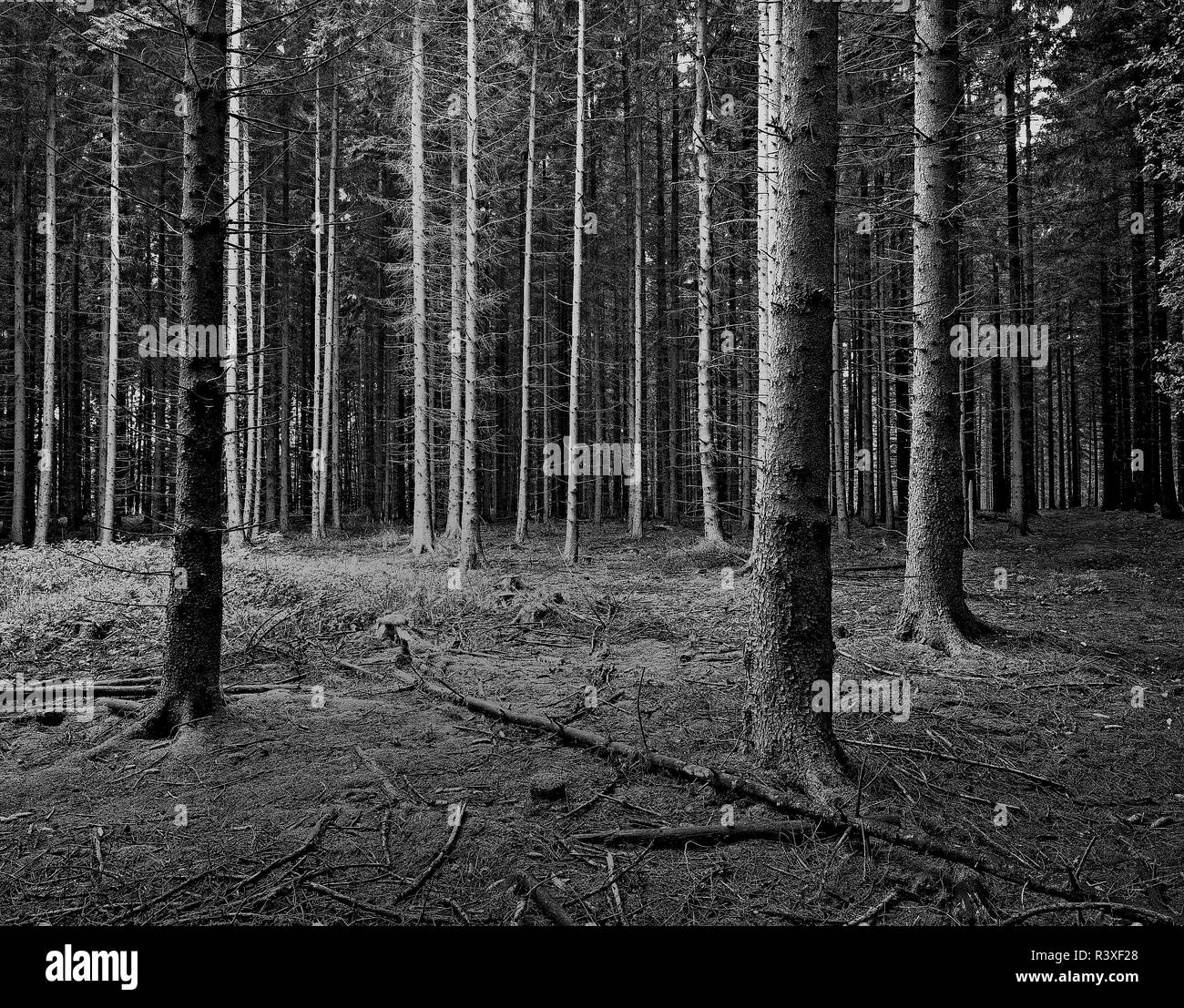 spruce forest near extertal-bÃ¶singfeld in lipperland Stock Photo