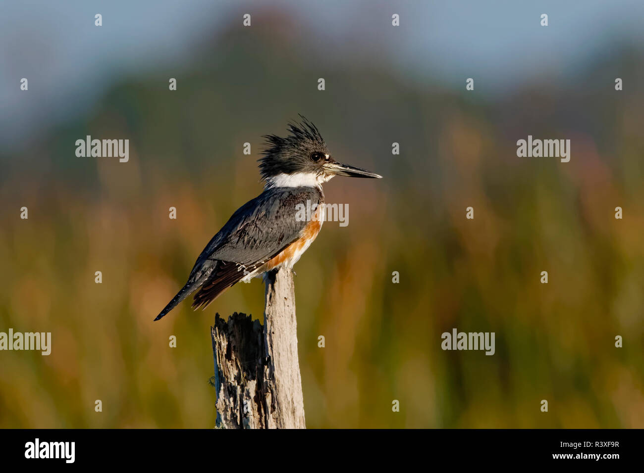 Female belted kingfisher, Megaceryle alcyon, Ritch Grissom Memorial Wetlands, Florida. Stock Photo