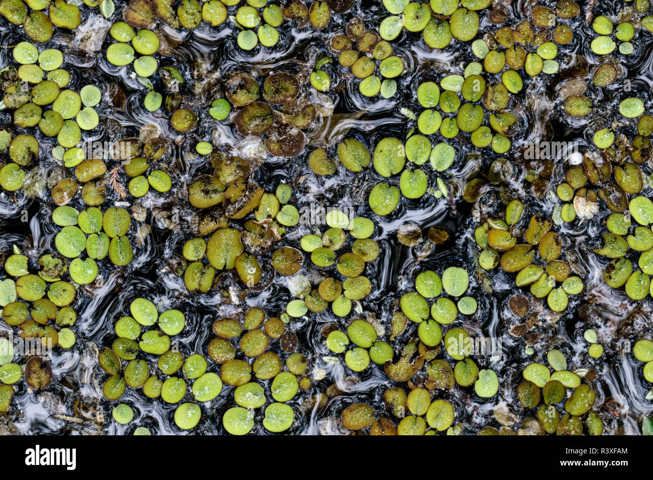 Salvinia hires stock photography and images Alamy