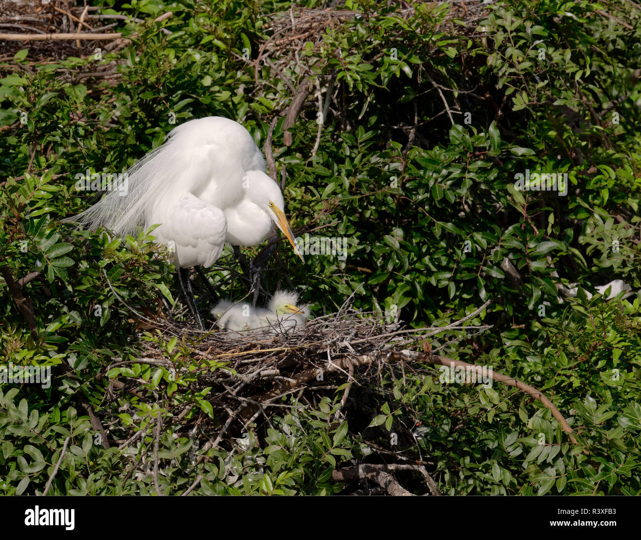 Female great egret at nest with chicks, Ardea alba, Venice Rookery, Venice, Florida. Stock Photo