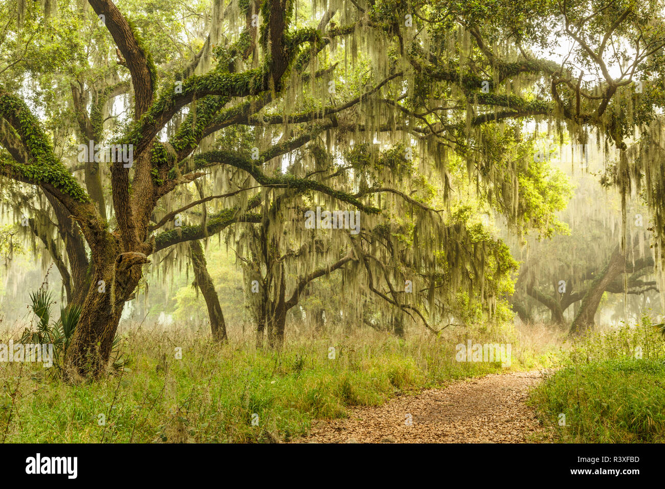 Florida oaks with spanish moss hi-res stock photography and images - Alamy