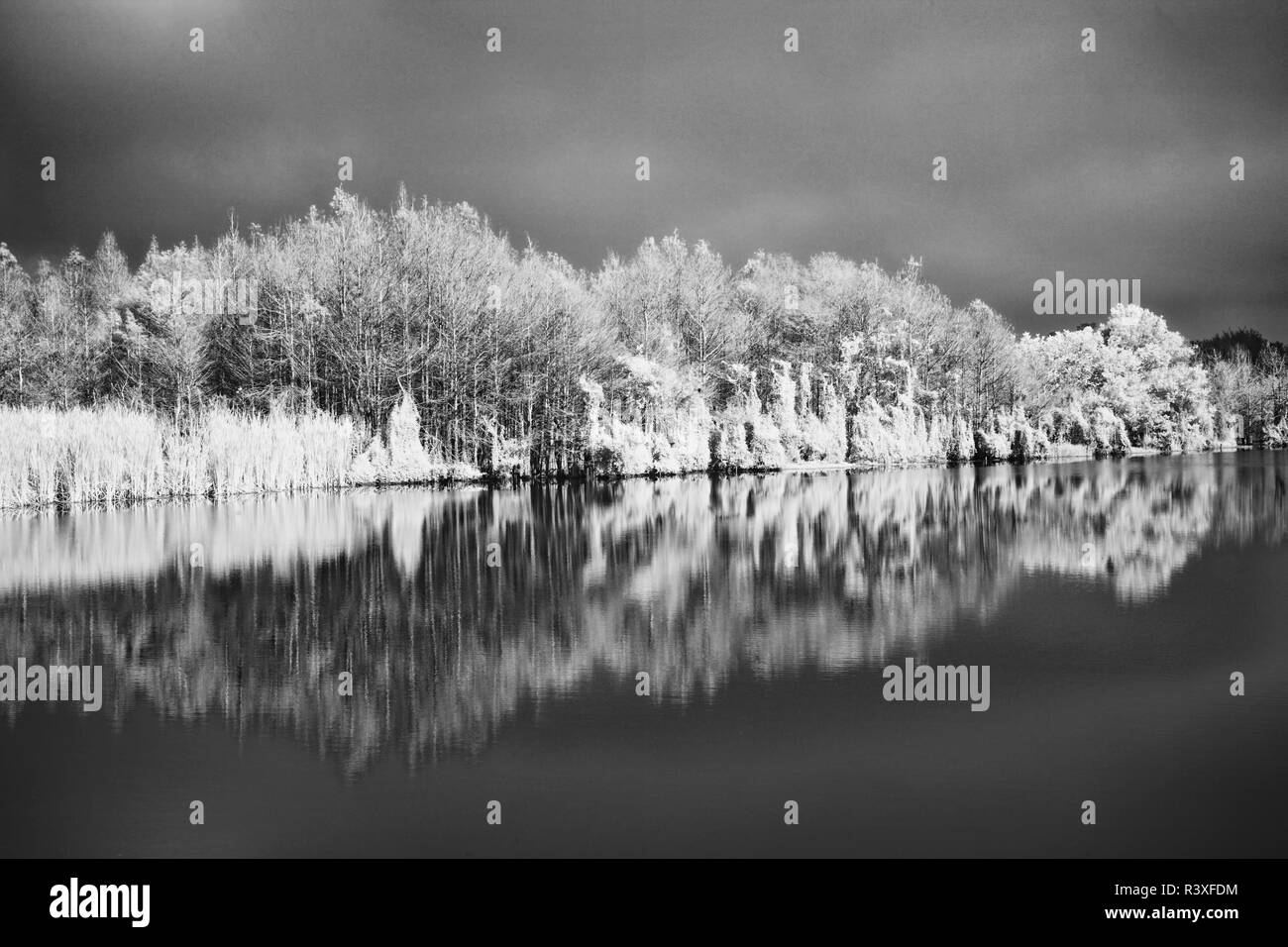 Six Mile Cypress Slough Preserve, Lee County, Fort Myers, Florida. Stock Photo