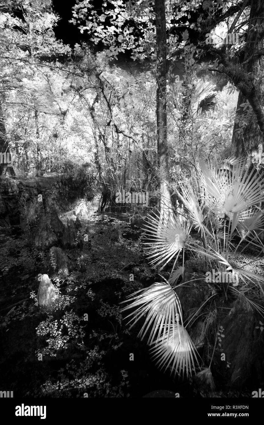 Six Mile Cypress Slough Preserve, Lee County, Fort Myers, Florida. Stock Photo