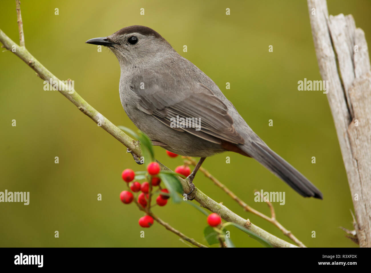 Gray catbird, Dumetella carolinensis, Florida. Stock Photo