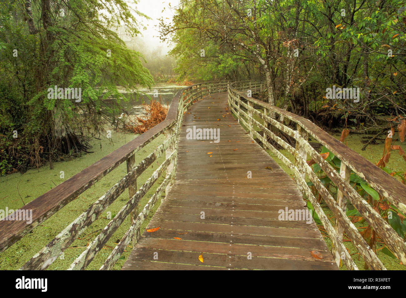 Boardwalk through swamp and Bald Cypress, Audubon Corkscrew Swamp Sanctuary, Florida. Stock Photo