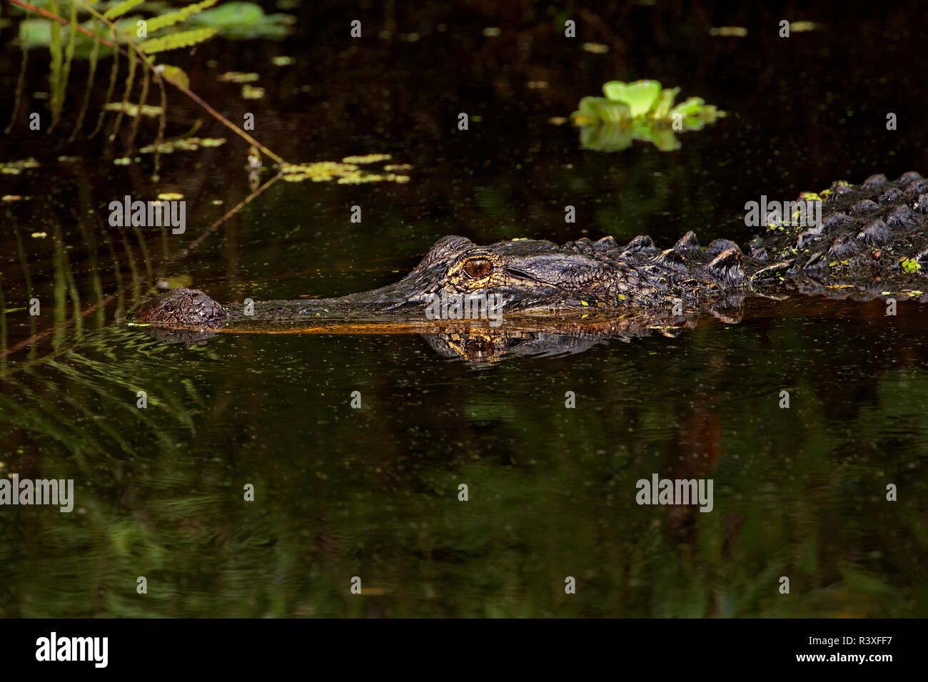 American alligator, Merritt Island National Wildlife Refuge, Florida ...