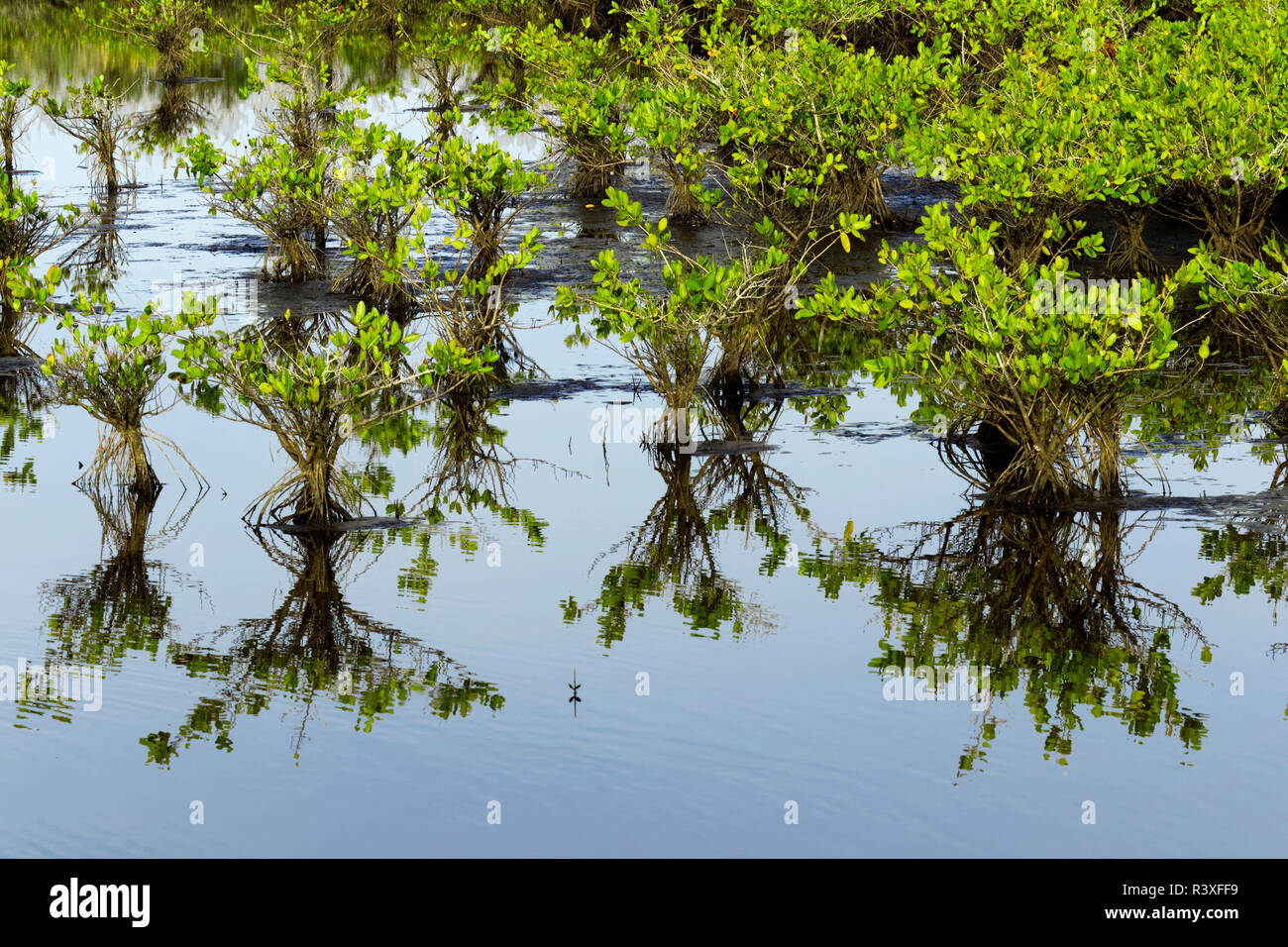 Red mangrove and reflection, Merritt National Wildlife Refuge, Florida, Rhizophora mangle Stock Photo