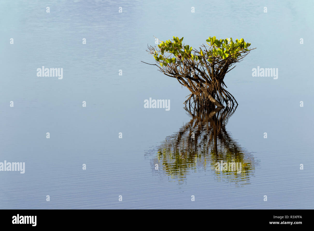 Red mangrove and reflection, Merritt National Wildlife Refuge, Florida, Rhizophora mangle Stock Photo