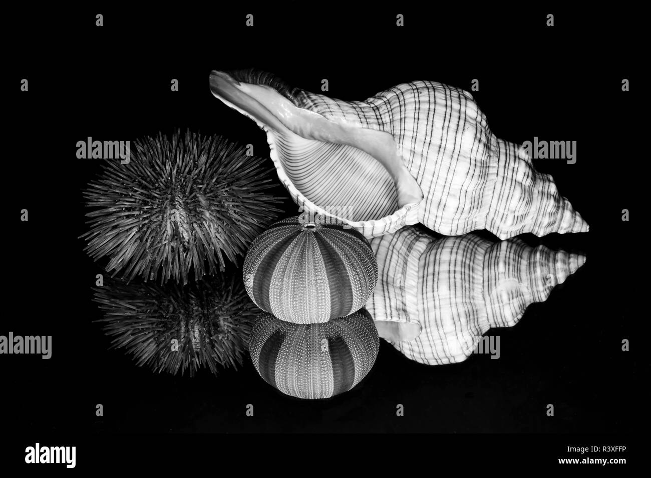 Urchin and seashell reflection, Florida. Stock Photo