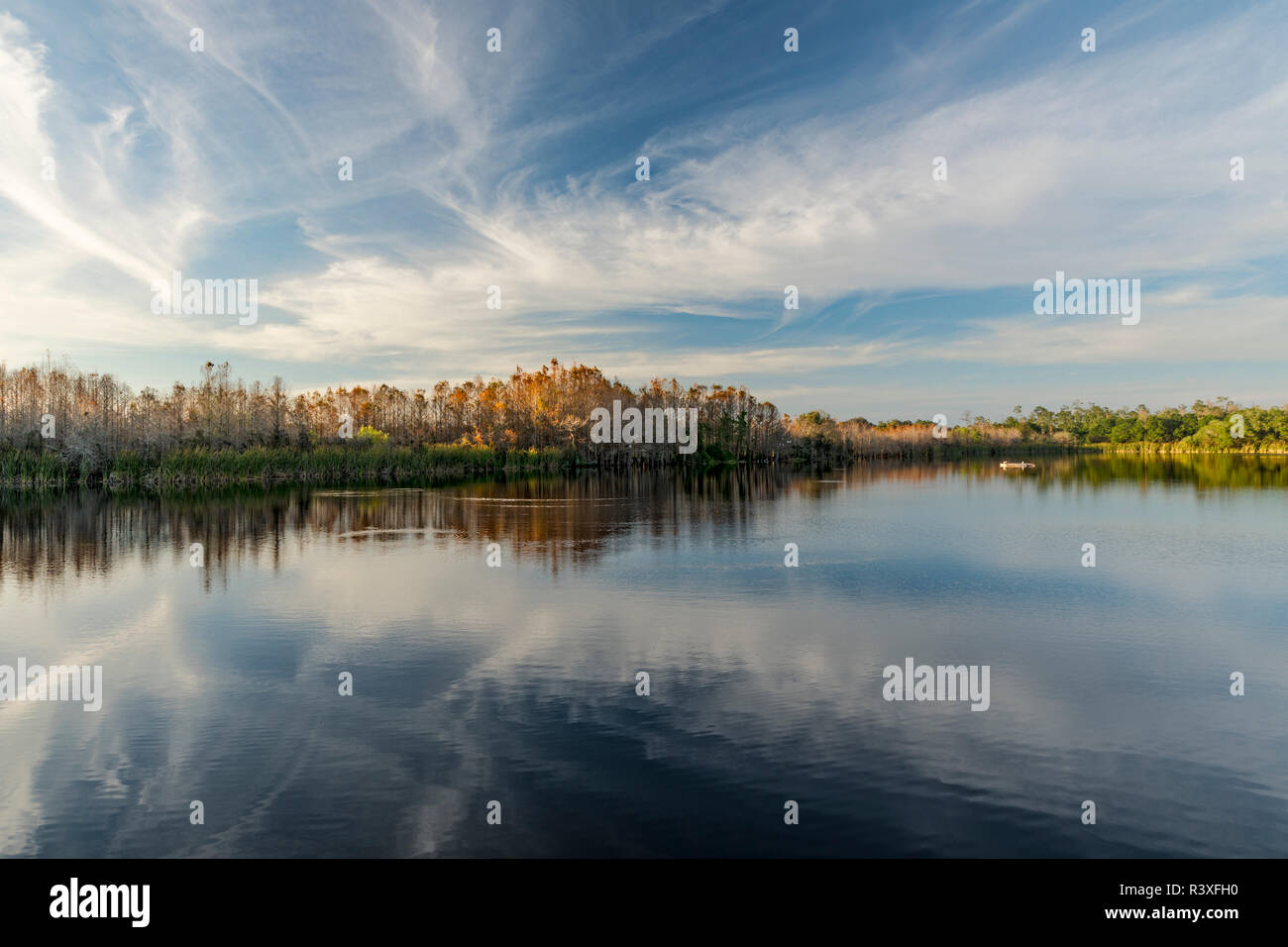 Bald cypress trees on Gator Lake at sunset, Six Mile Cypress Slough