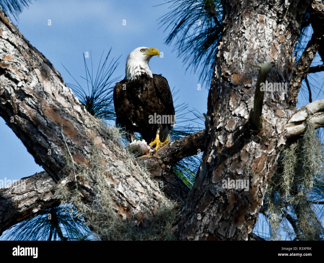 USA, Florida, North Ft. Meyers. American Bald Eagle Stock Photo Alamy