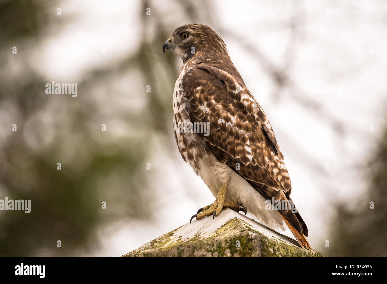 Red Tailed Hawk Perched High Resolution Stock Photography and Images ...