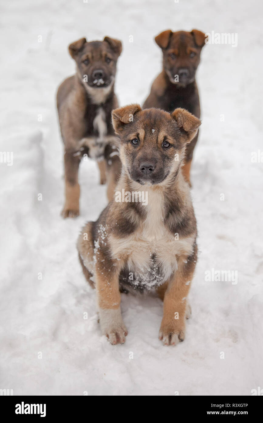 Three cute, homeless puppies sit in the cold snow. Winter. Stock Photo