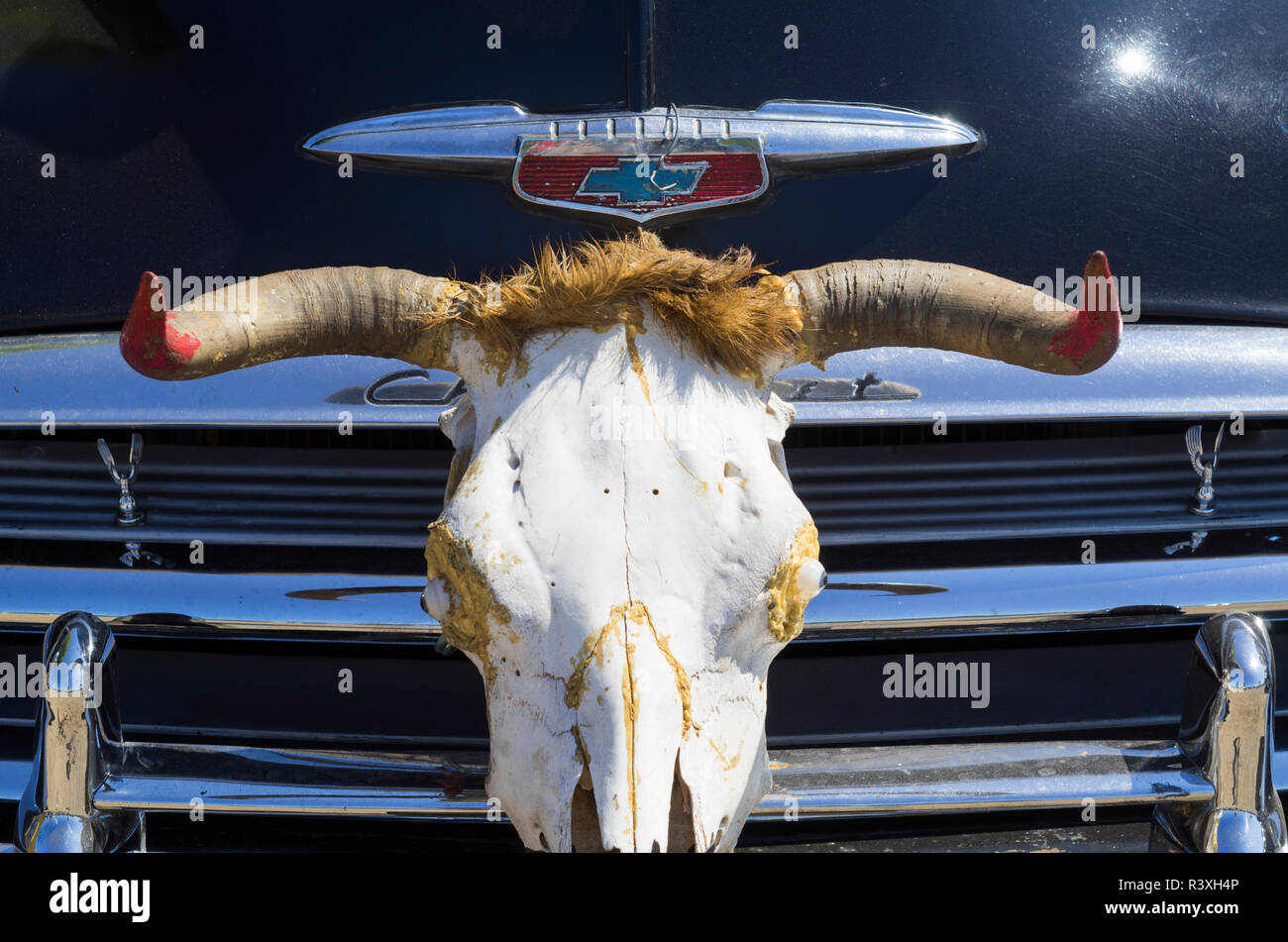 Comitiva de gado, peão de boiadeiro, boi, Bos taurus, Cortege of Cattle,  Peasant of Cowboy, Ox, Miranda, Mato Grosso do Sul, Brazil Stock Photo -  Alamy