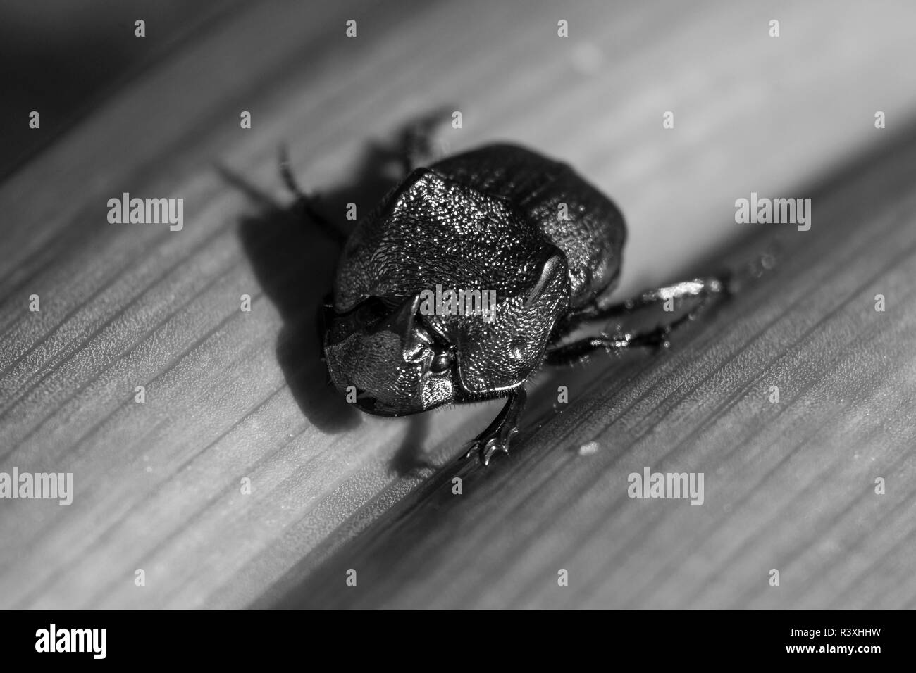Coleoptera insects Black and White Stock Photos & Images - Alamy