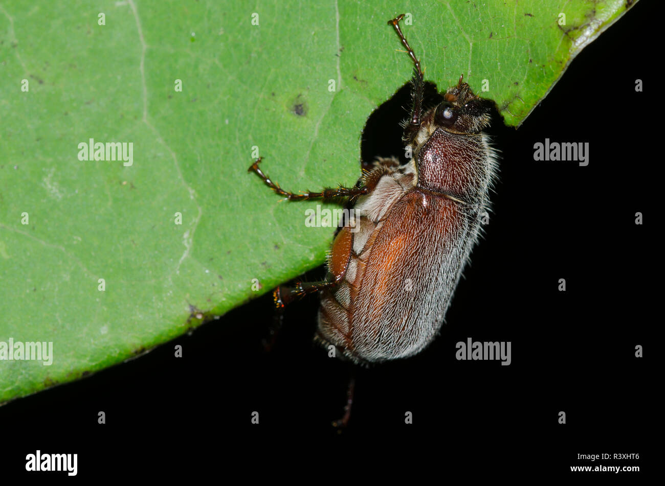 May Beetle, Phyllophaga sp., feeding on Eastern Redbud, Cercis canadensis, at night Stock Photo