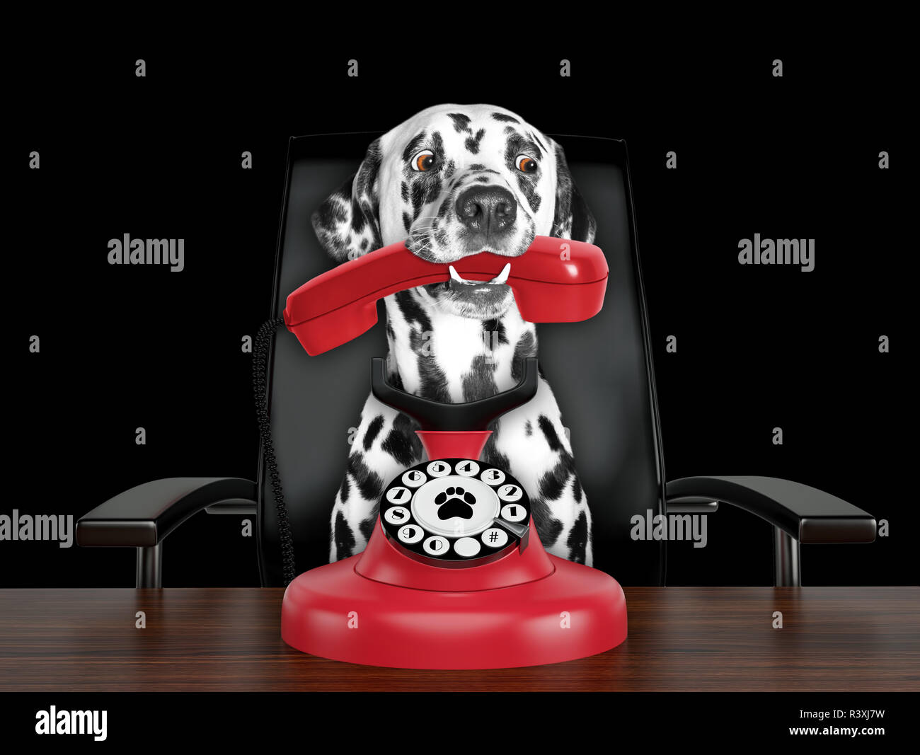 Dalmatian dog is talking by red old dial telephone. Isolated on black Stock Photo