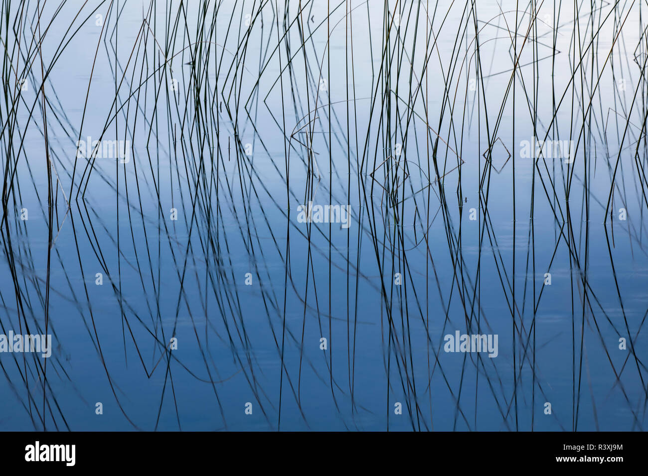 Native Michigan Reeds Reeds and reflection Thornton Lake, Hiawatha National Forest, Upper ...