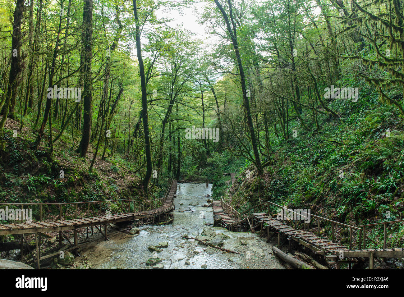 A Forrest symbiosis - symmetrical view of a Forrest full of waterfalls Stock Photo