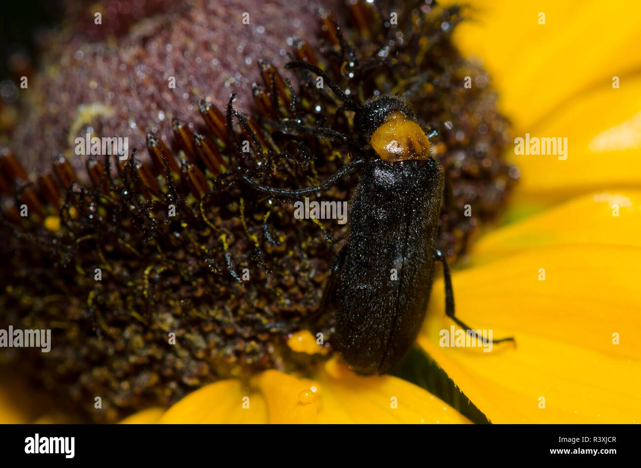 Blister Beetle, Nemognatha nemorensis, on black-eyed Susan, Rudbeckia hirta Stock Photo