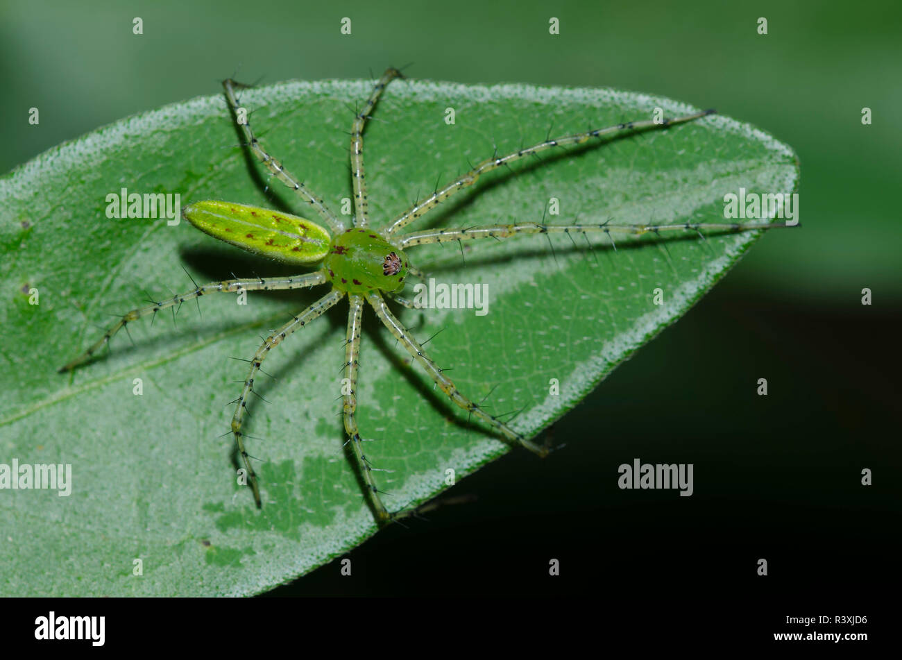 Green Lynx Spider, Peucetia viridans Stock Photo