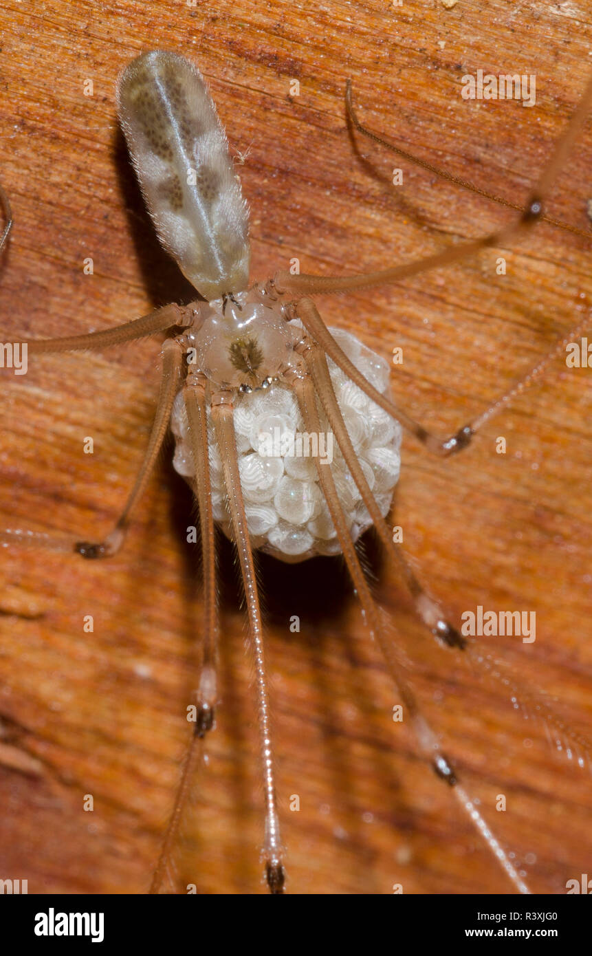 Longbodied Cellar Spider, Pholcus phalangioides, female with egg case Stock Photo