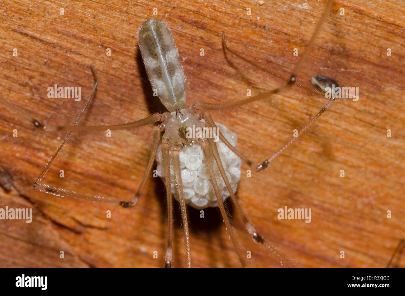 Longbodied Cellar Spider, Pholcus phalangioides, female with egg case Stock Photo