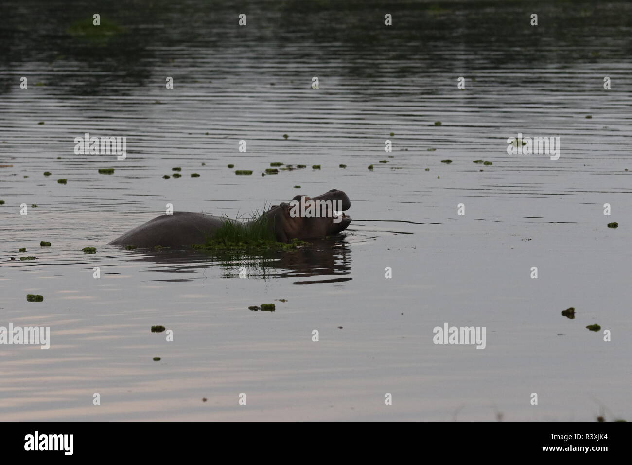 Young Hippo (Hippopotamus amphibious) mouth partly open in calm river, profile, head & upper body visible Stock Photo