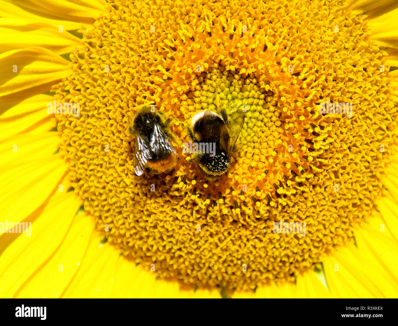 Sunflower with bumble bees Stock Photo Alamy