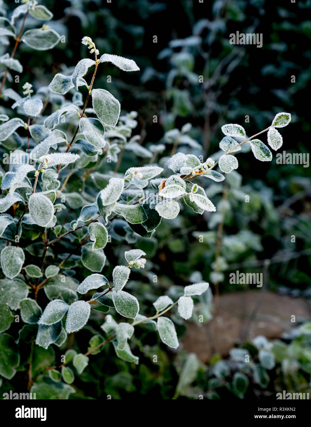 Symphoricarpos albus. Common snowberry and leaves. Frosty green autumn leaves. Natural environment  background Stock Photo