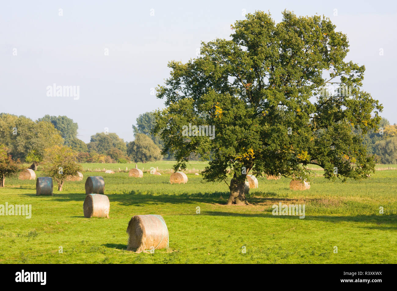 Hay bales in green landscape with trees Stock Photo - Alamy