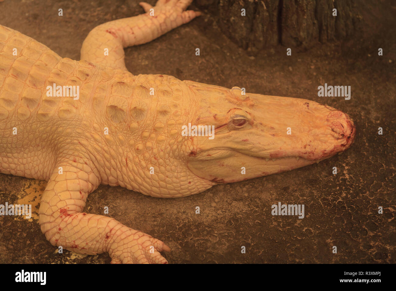 Rare white albino crocodile Stock Photo - Alamy