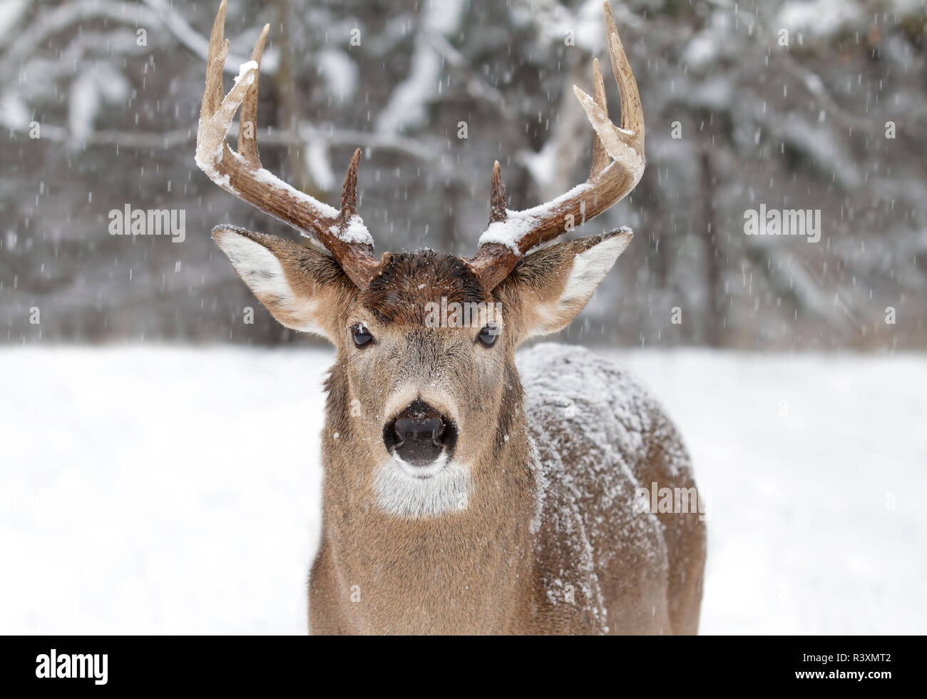 White-tailed deer buck with a huge neck standing in the falling snow during the rut season in Ottawa, Canada Stock Photo