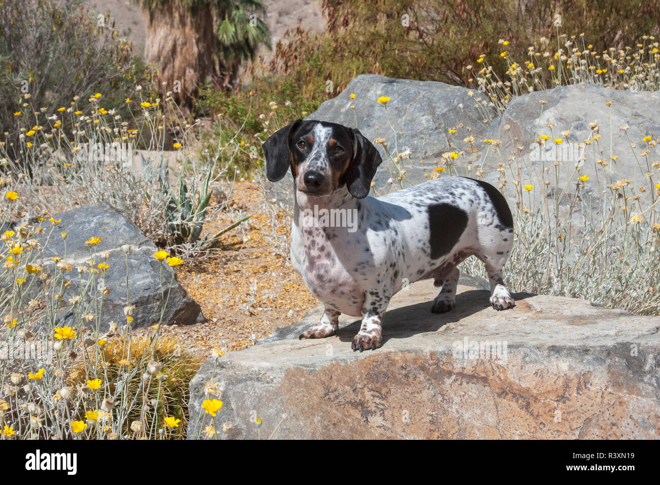 Doxen standing on boulder with wildflowers Stock Photo