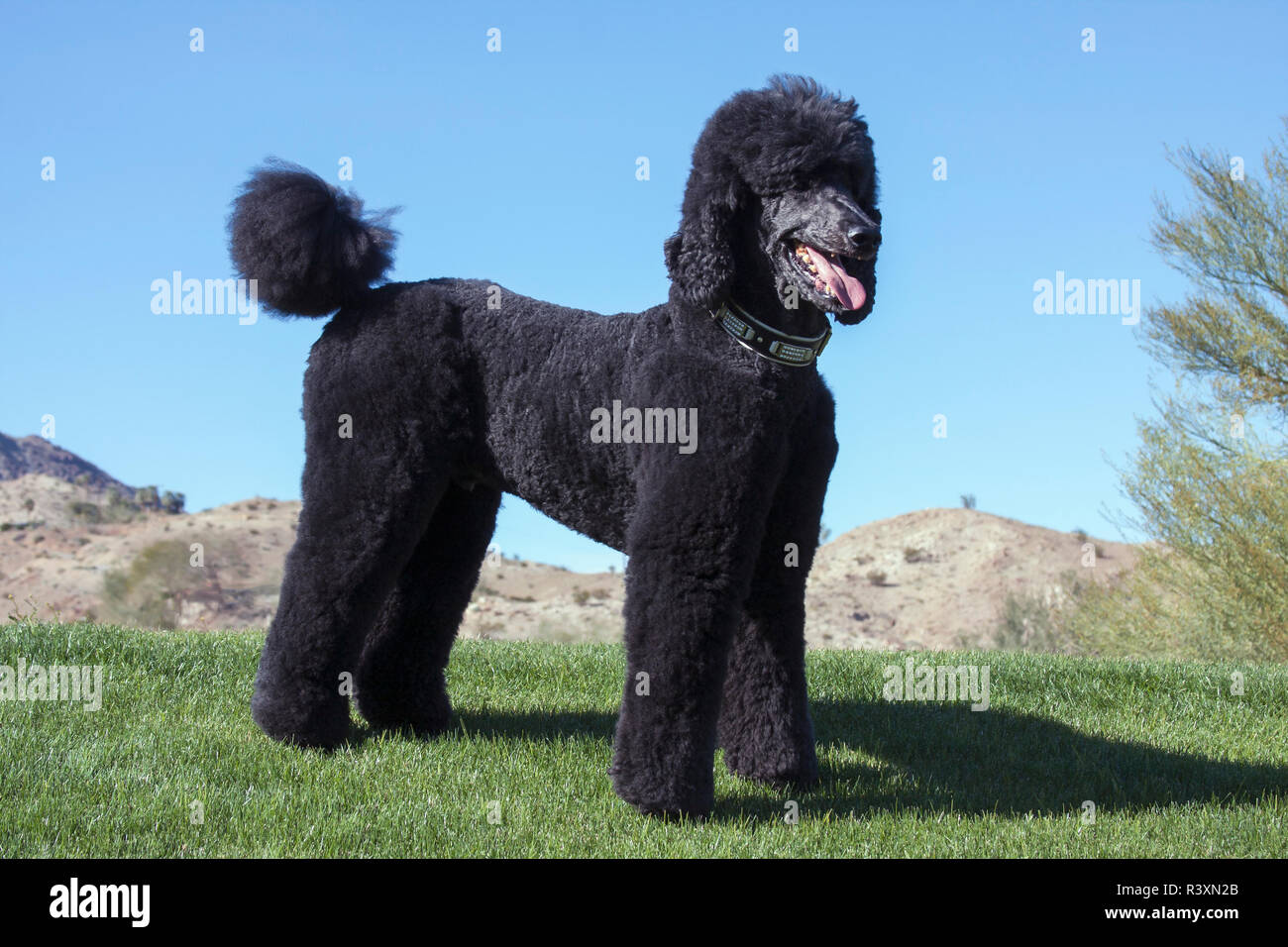 Black standard poodle hi-res stock photography and images