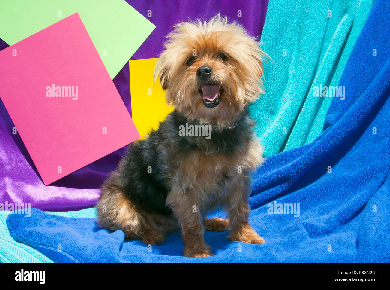 Yorkshire Terrier with colorful background Stock Photo