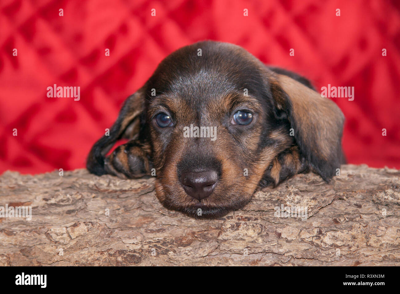 Shorthaired Dachshund Puppy Stock Photos Shorthaired Dachshund
