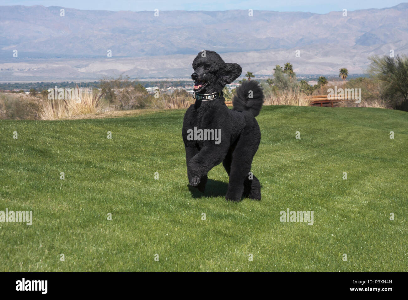 Black Standard Poodle at a desert park with green grass (MR Stock Photo ...