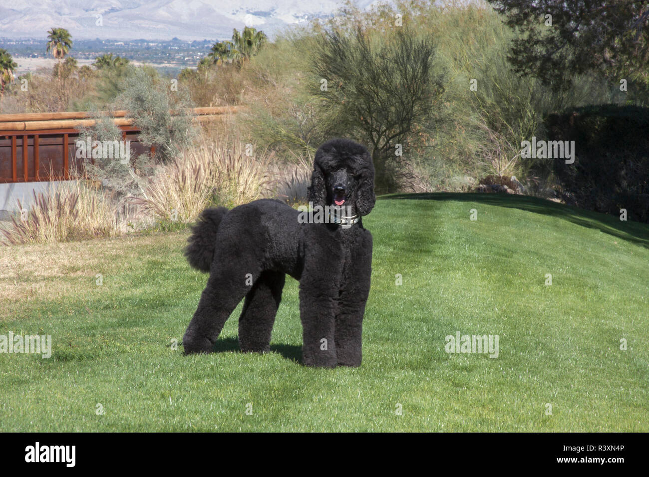 Black Standard Poodle at a desert park with green grass (MR Stock Photo ...