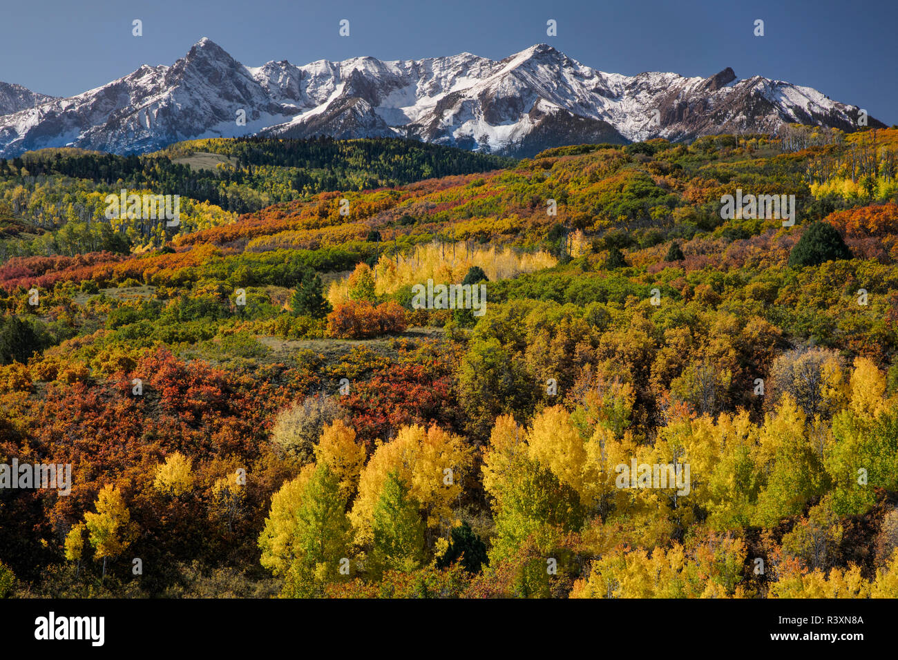 Autumn aspen trees and Sneffels Range, Mount Sneffels Wilderness, Uncompahgre National Forest, Colorado Stock Photo